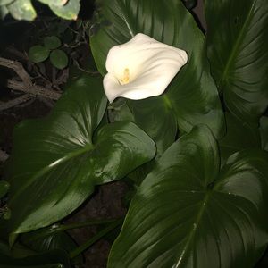 Meet your Posher, Dixie